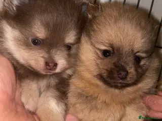 Pomeranian dogs Stunning Blue and Lilac KC Pomeranian - Advert 6