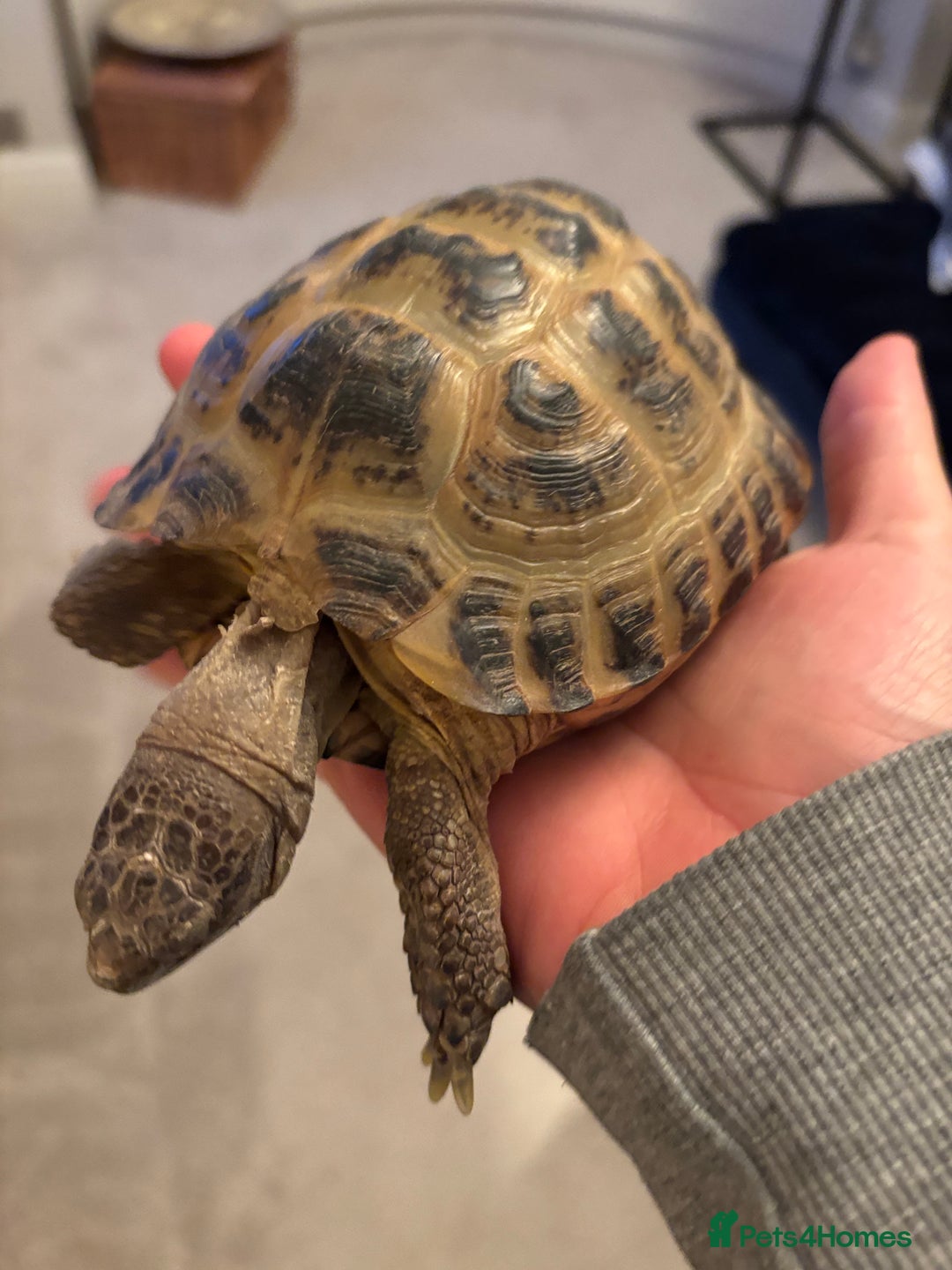 Tortoise reptiles for sale: Male horse fields tortoise  - Image 4