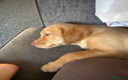 Labrador Retriever dogs for sale: nearly 7 month old labrador girl - Image 32