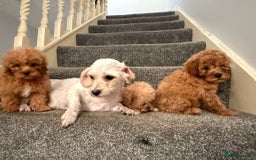 Cavapoochon dogs for sale: Toy Cavapoochon Puppies  - Image 3