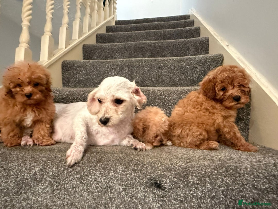 Cavapoochon dogs for sale: Toy Cavapoochon Puppies  - Image 3