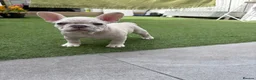 French Bulldog dogs for sale: French bulldog puppies are ready for a new home  - Advert 9