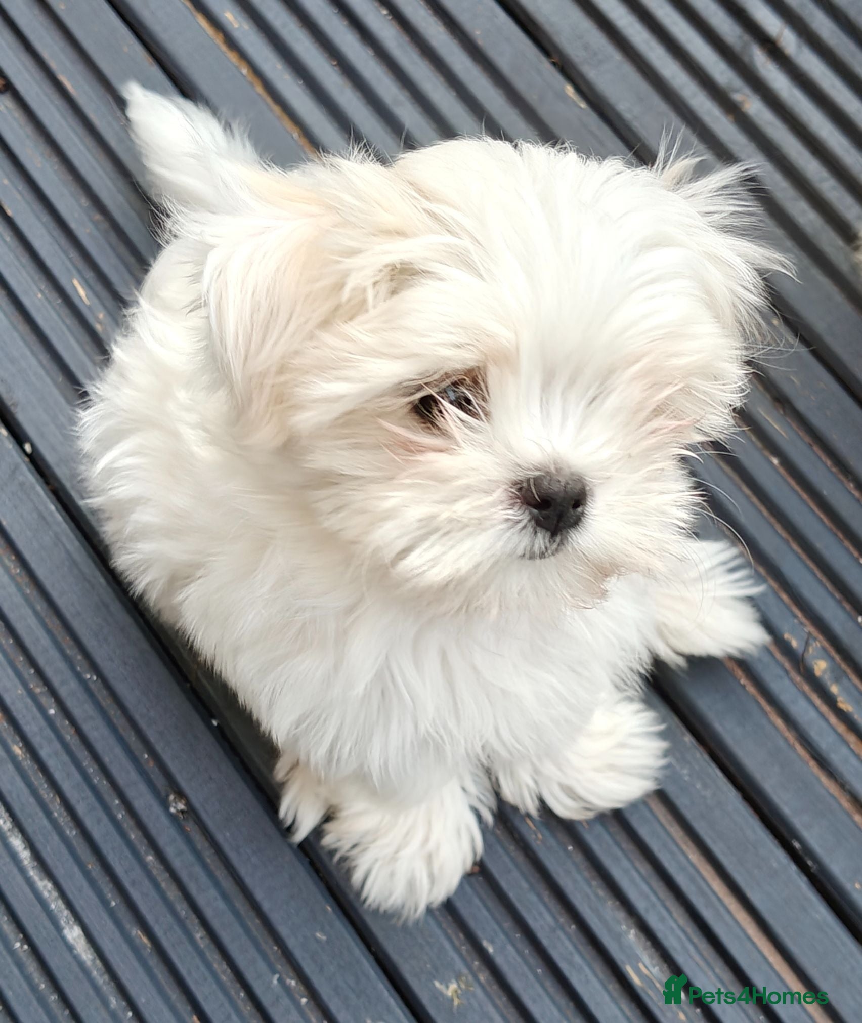 Maltese dogs Beautiful cuties - Advert 1