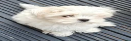 Maltese dogs for sale: Beautiful cuties - Advert 6