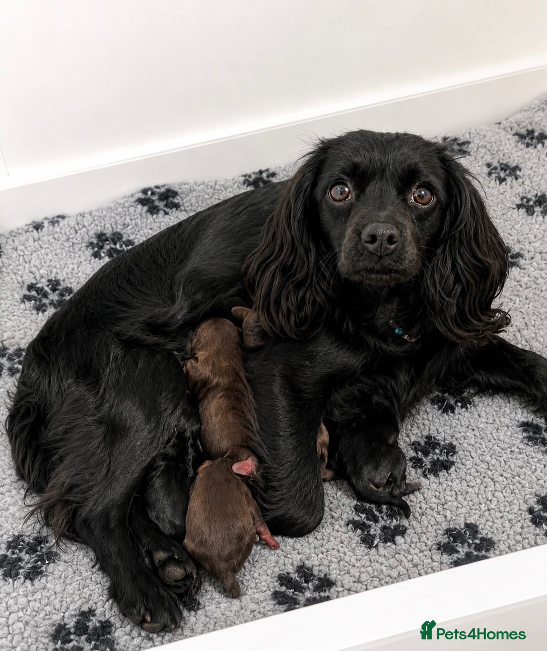 Cavalier King Charles Spaniel dogs Top Quality Cockalier Puppies - Advert 2
