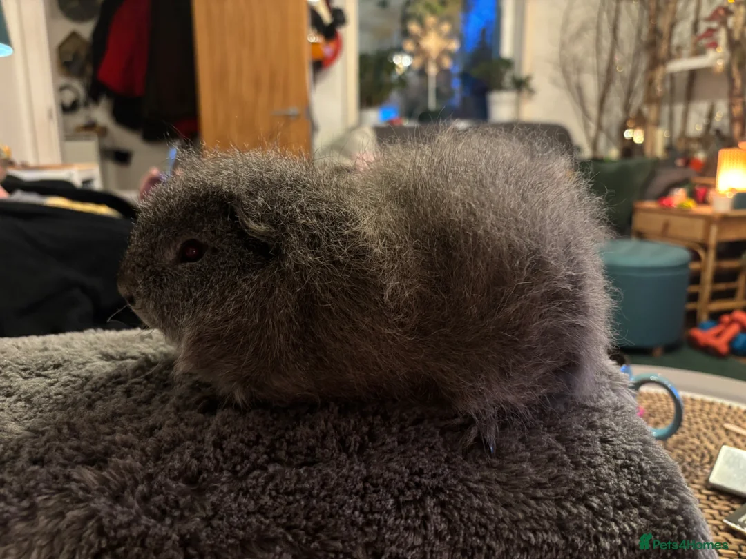 Guinea Pig rodents for sale: Young Swiss Boar  - Advert 4