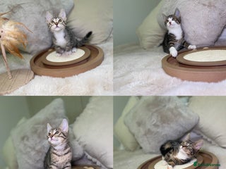 Mixed Breed cats Beautiful kittens 8 weeks old - Advert 4