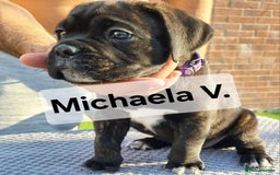 Cane Corso dogs for sale: Champion-Bloodline Cane Corso Puppies  - Image 12