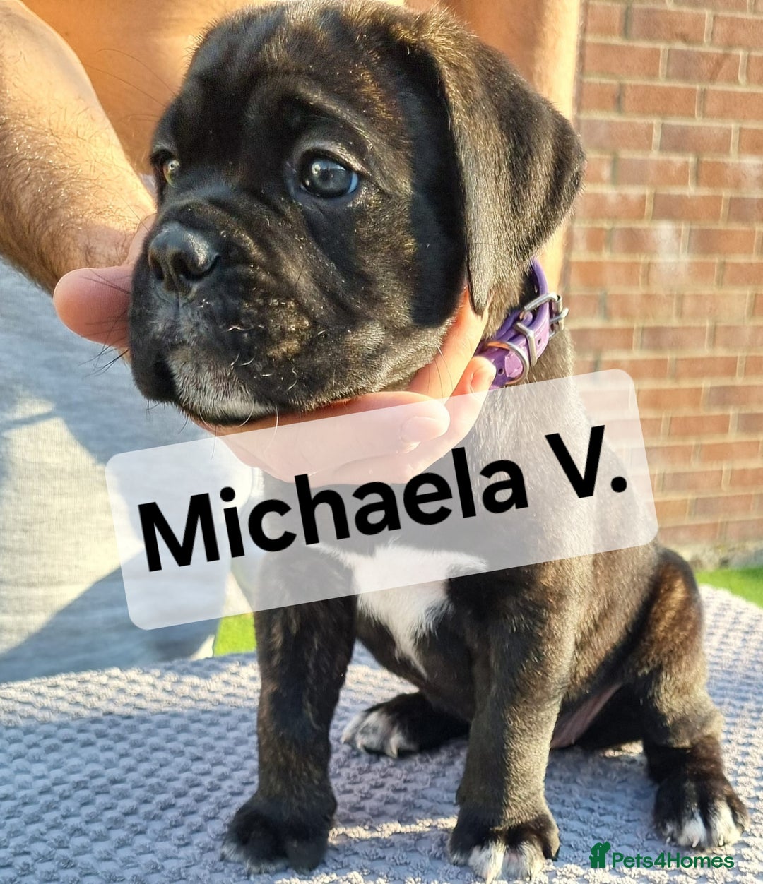 Cane Corso dogs for sale: Champion-Bloodline Cane Corso Puppies  - Image 12