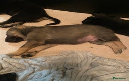 German Shepherd dogs for sale: Outstanding German shepherd pups  - Advert 6