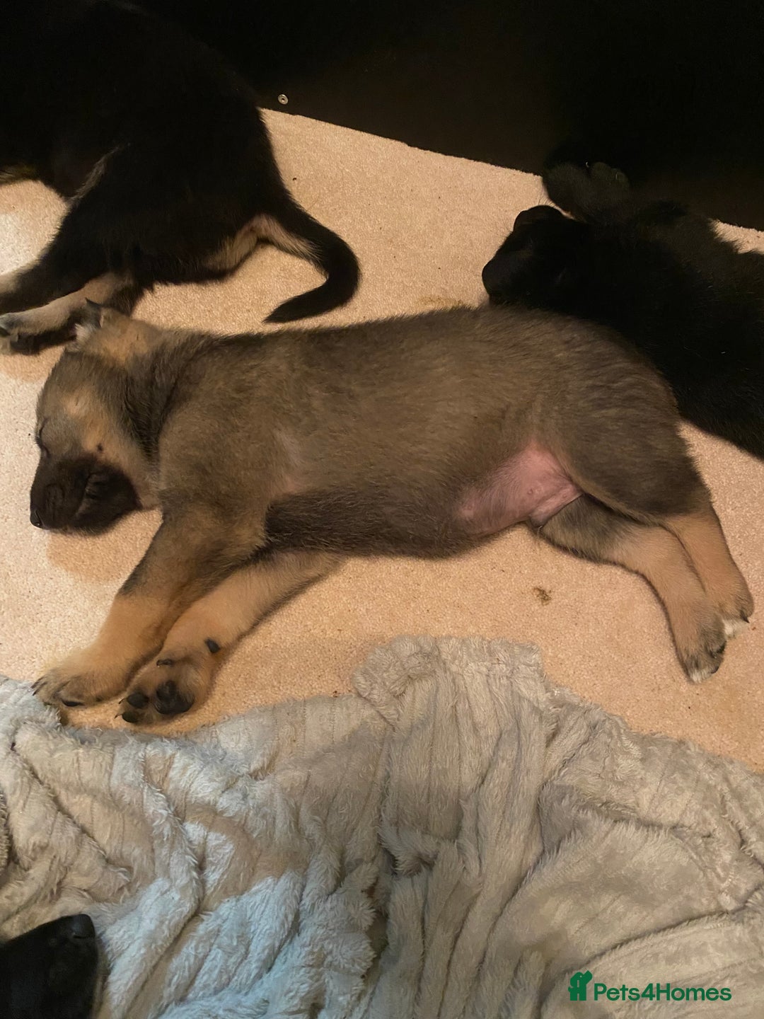 German Shepherd dogs for sale: Outstanding German shepherd pups  - Advert 6