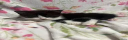 Mixed Breed cats for sale: Kittens in Burton-on-Trent - Advert 7