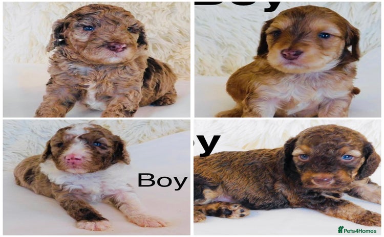 Cockapoo dogs - Advert 2
