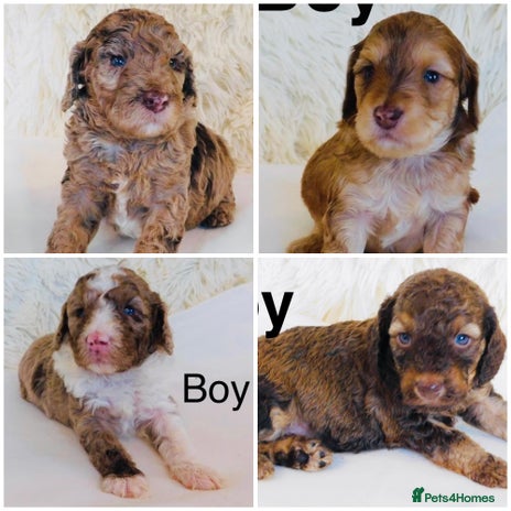 Cockapoo dogs - Advert 4