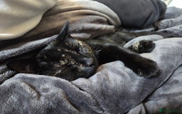 Domestic Shorthair cats for sale: Female Tortoise Shell Cat - Image 3