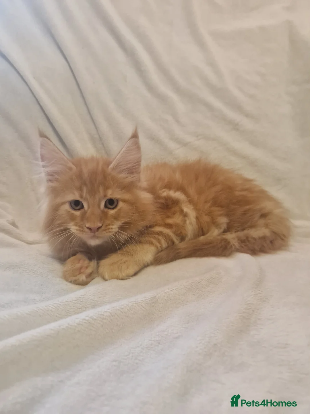 Maine Coon cats for sale: Maine Coon kittens - Advert 30
