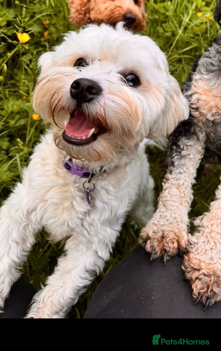 Mixed Breed dogs Miniature puppies due 23 March - Advert 3