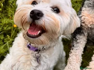 Mixed Breed dogs Miniature puppies due 23 March - Advert 3