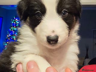 Border Collie dogs Border collie pups - Advert 7
