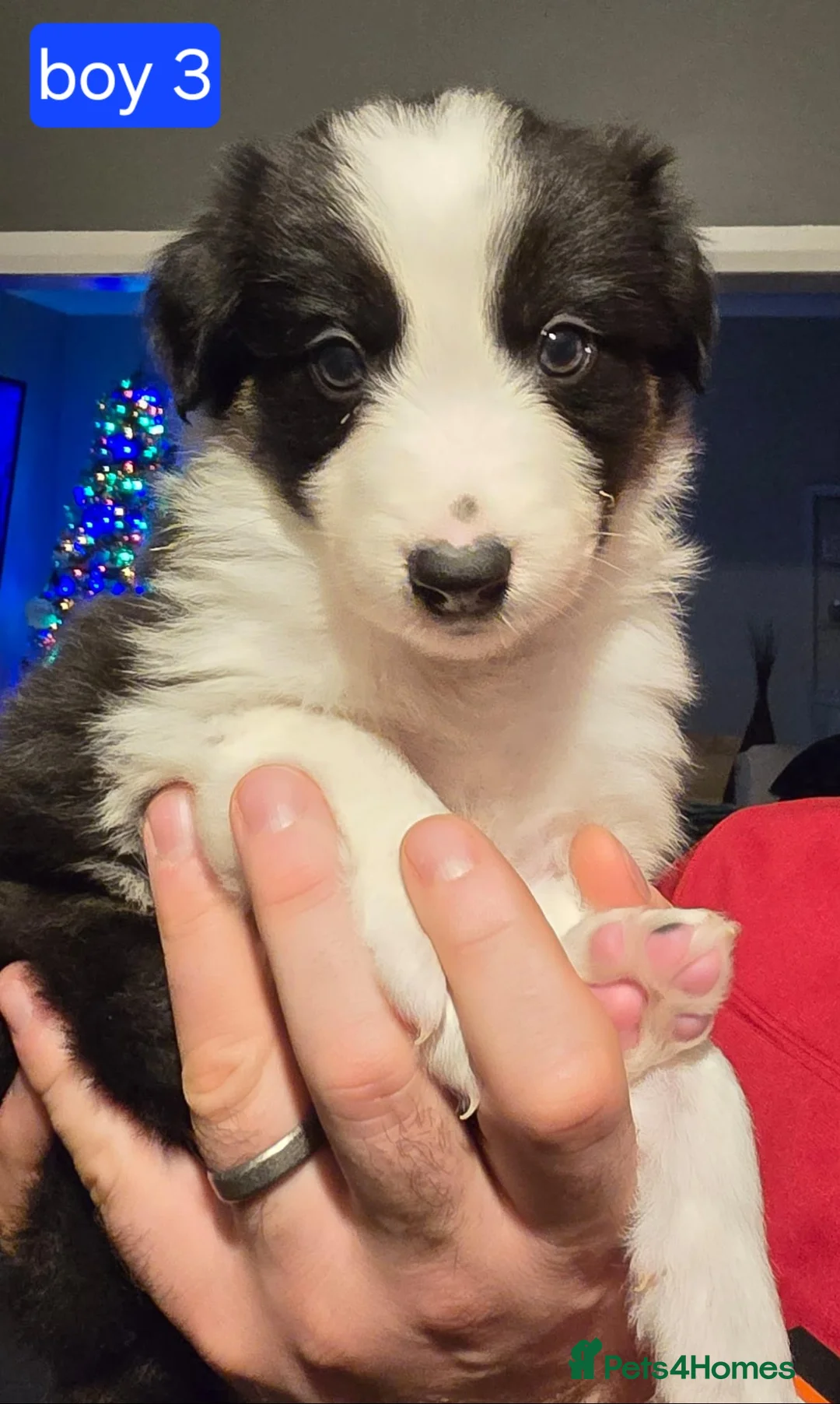 Border Collie dogs for sale: Border collie pups  - Advert 13
