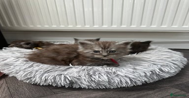 Maine Coon cats - Advert 15