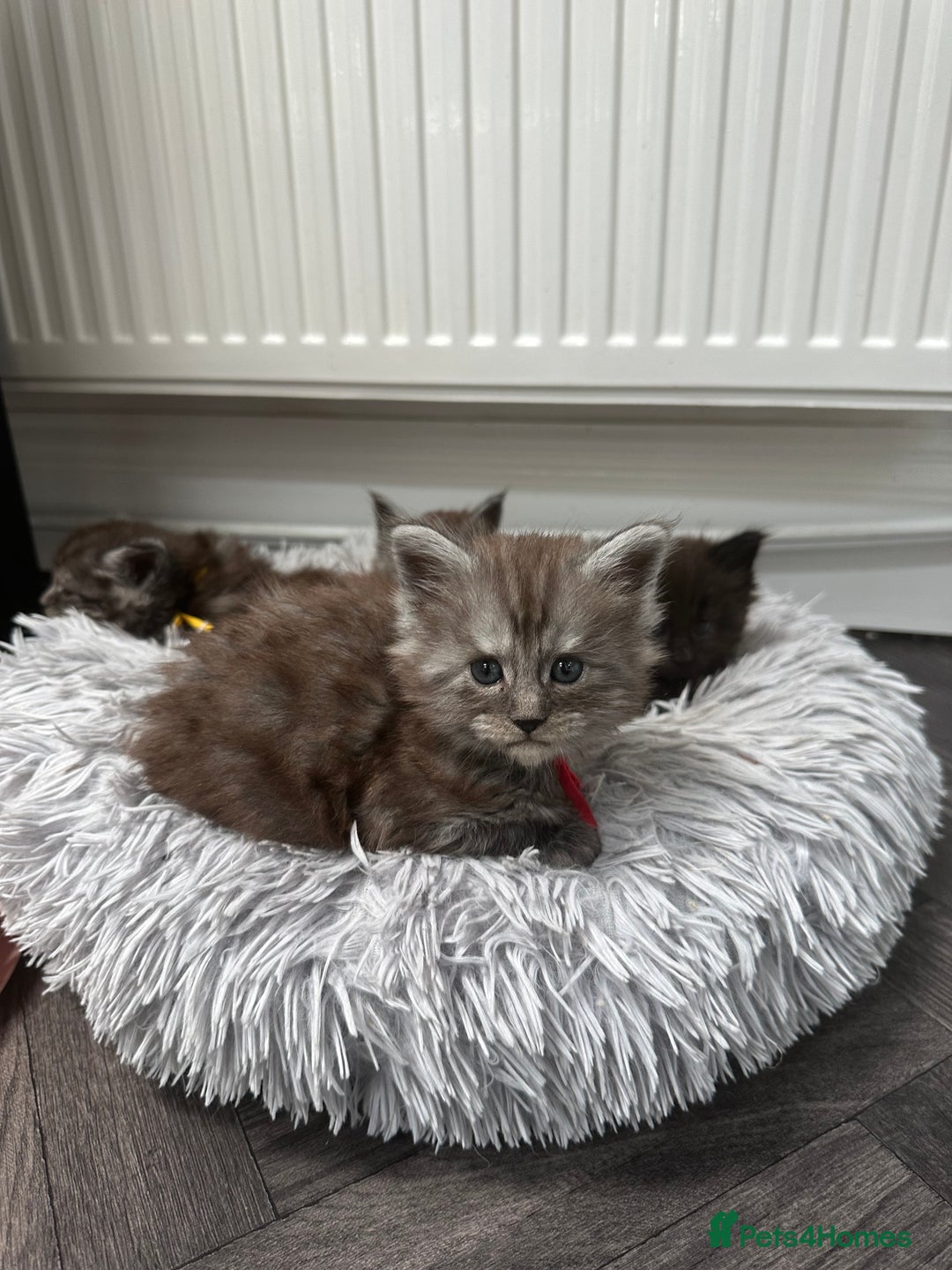 Maine Coon cats for sale: XXL Maine Coon Kittens Double TICA Champion lines  - Image 6
