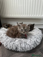 Maine Coon cats - Advert 2
