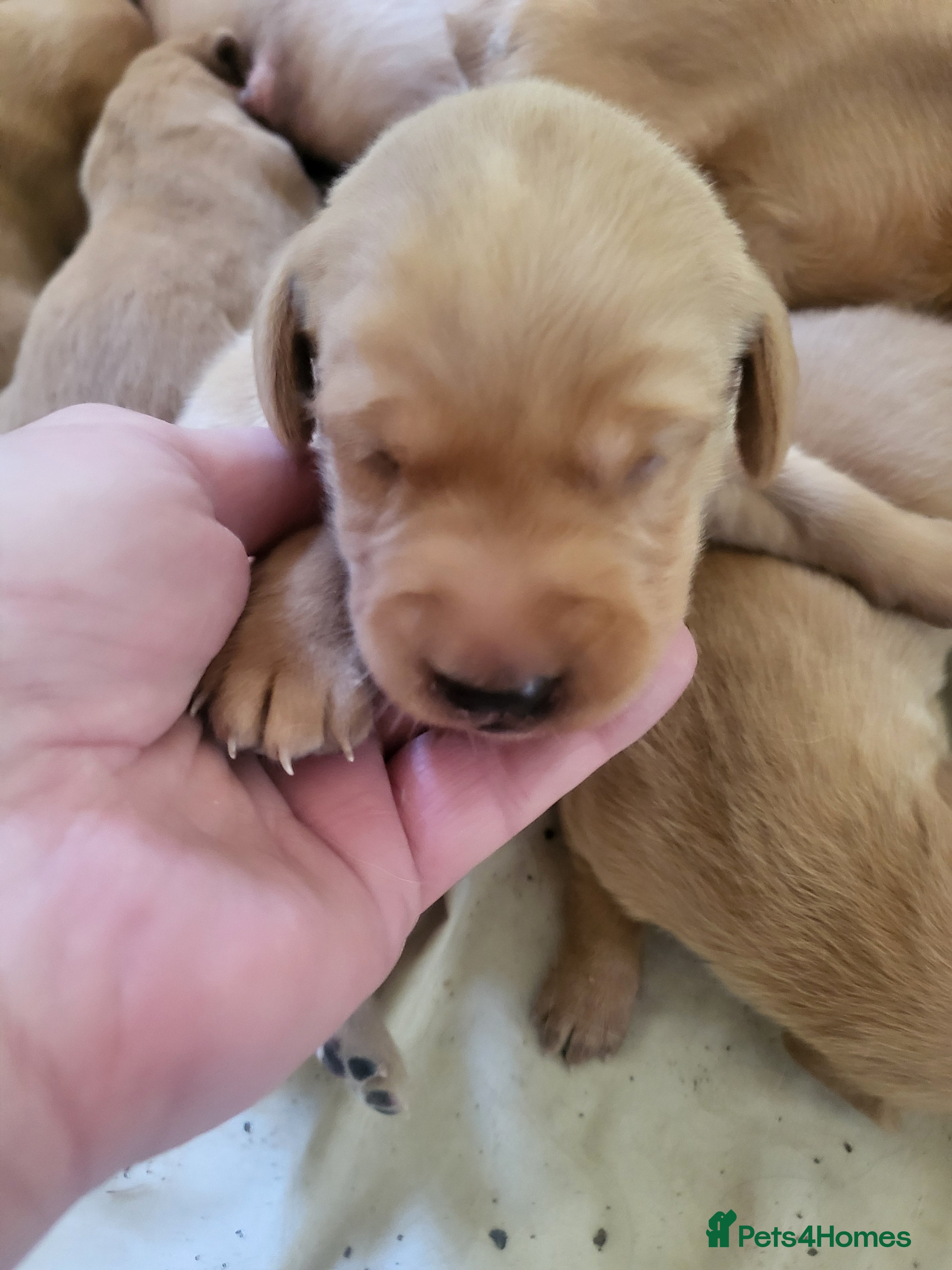Labrador Retriever dogs A Perfect Litter of Pedigree Fox Red Labradors - Advert 2