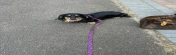 Miniature Dachshund dogs for sale: Beautiful dachshund looking for a new home  - Advert 2