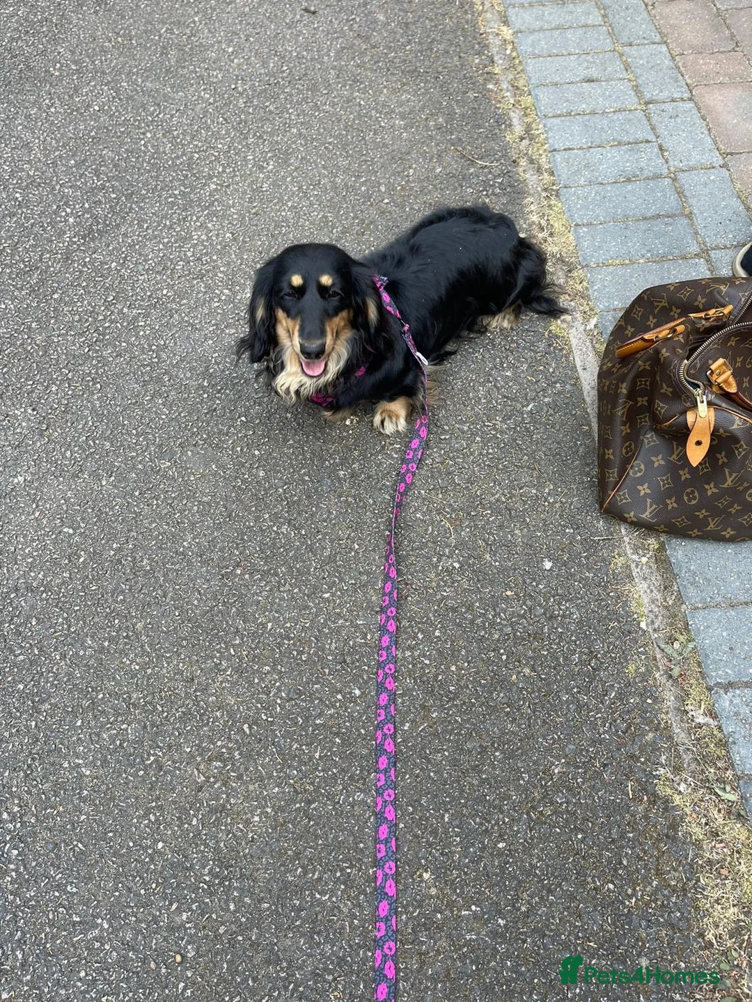 Miniature Dachshund dogs for sale: Beautiful dachshund looking for a new home  - Advert 2