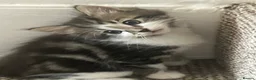 Mixed Breed cats for sale: Gorgeous Furr Babies  in Havant - Advert 18