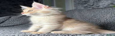 Male 3 