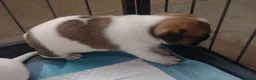 Jack Russell dogs for sale: Puppies for Sale - Advert 8