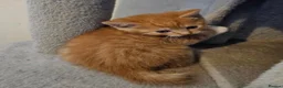 British Shorthair cats for sale: Beautiful British short hair babies Glasgow  - Advert 6