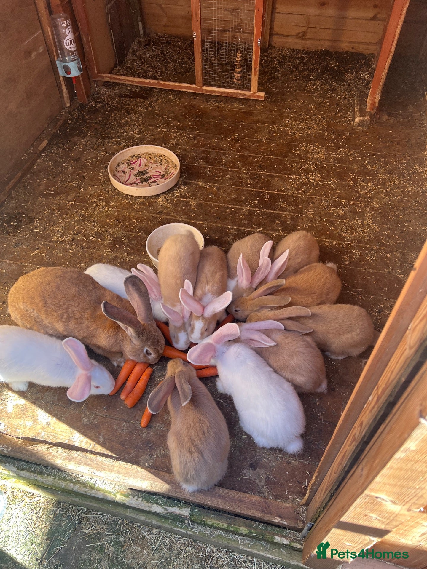 Continental Giant rabbits for sale: 9 Continental bunnies  - Advert 1