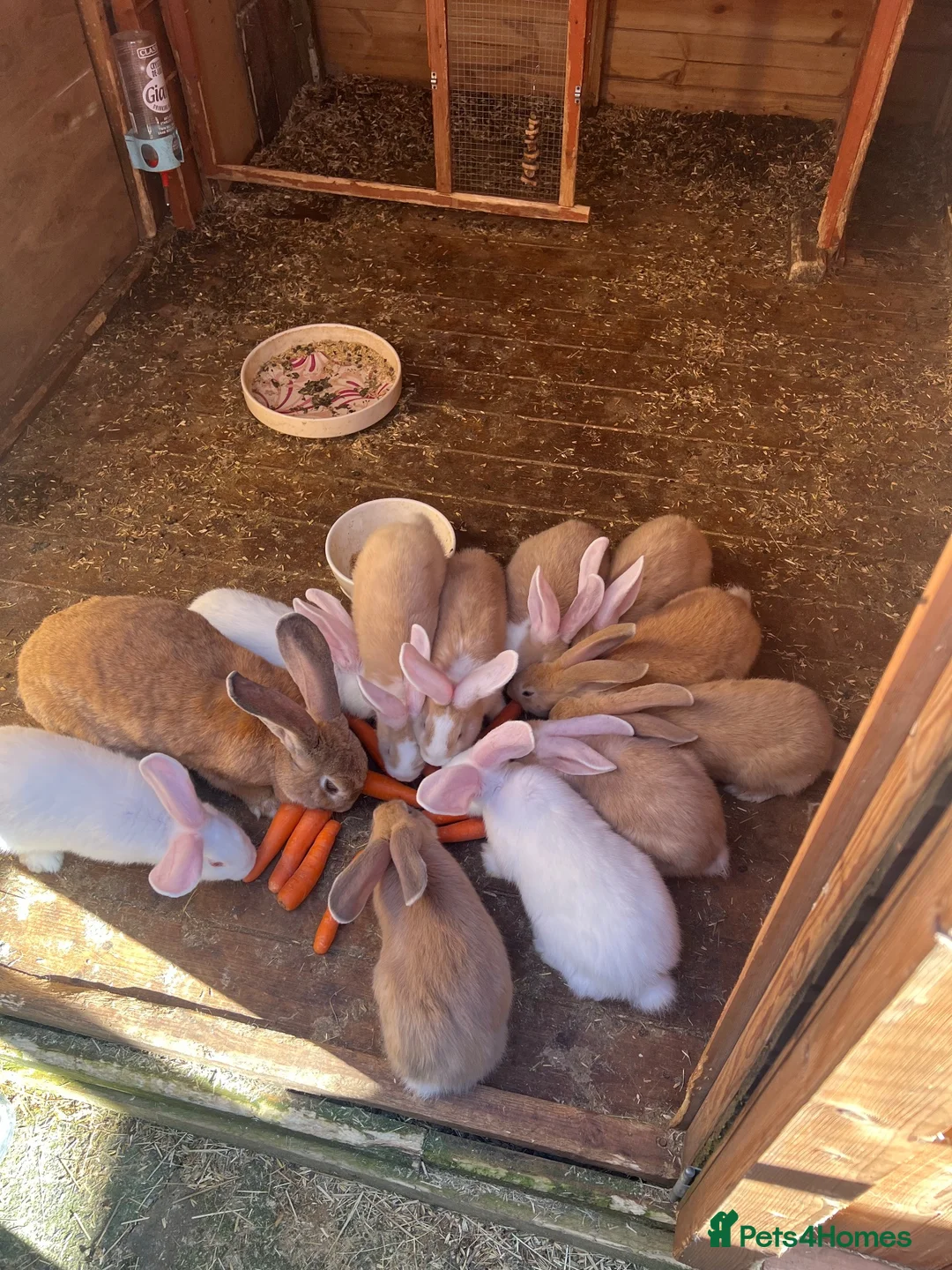 Continental Giant rabbits for sale: 9 Continental bunnies  - Advert 1