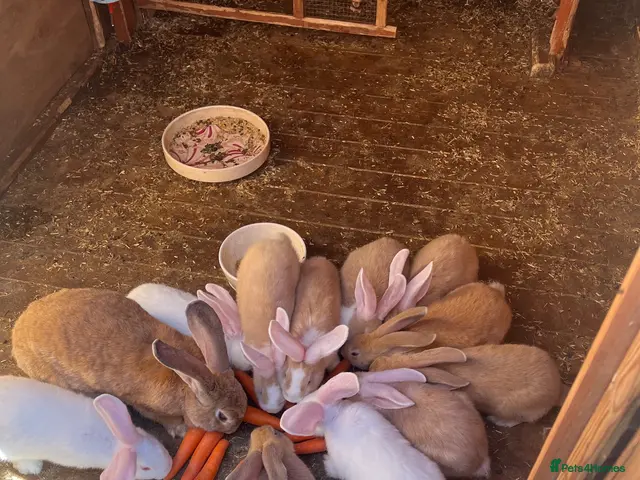 Continental Giant rabbits for sale: 9 Continental bunnies - Advert 1