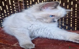 Ragdoll cats for sale: A Unique Ragdoll Kitten Waiting for a Loving home  - Image 4