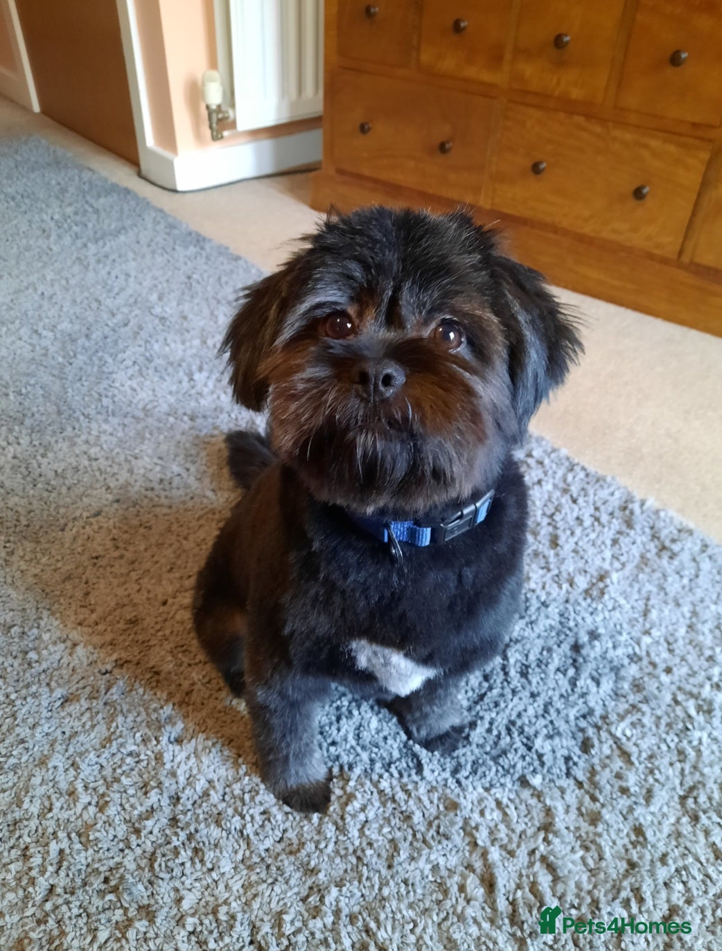 Mixed Breed dogs 💖 Lovely Little Charlie x - Advert 1