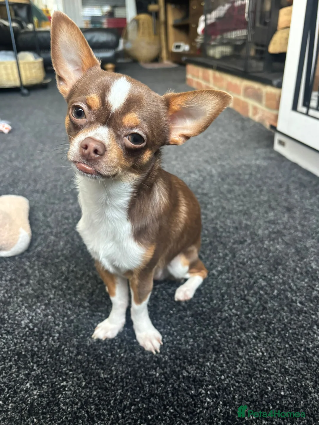 Gallery Image {{count}}