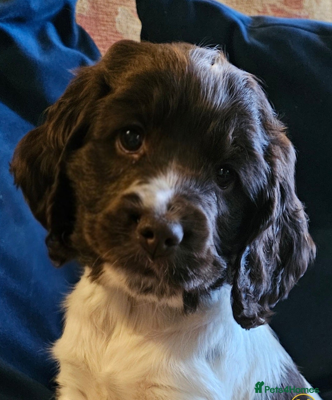 Cocker Spaniel dogs Gorgeous Show type Cocker Spaniel puppies - Advert 7