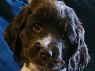 Cocker Spaniel dogs Gorgeous Show type Cocker Spaniel puppies - Advert 7