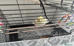 Cockatiels birds for sale: Cockatiel - Image 2