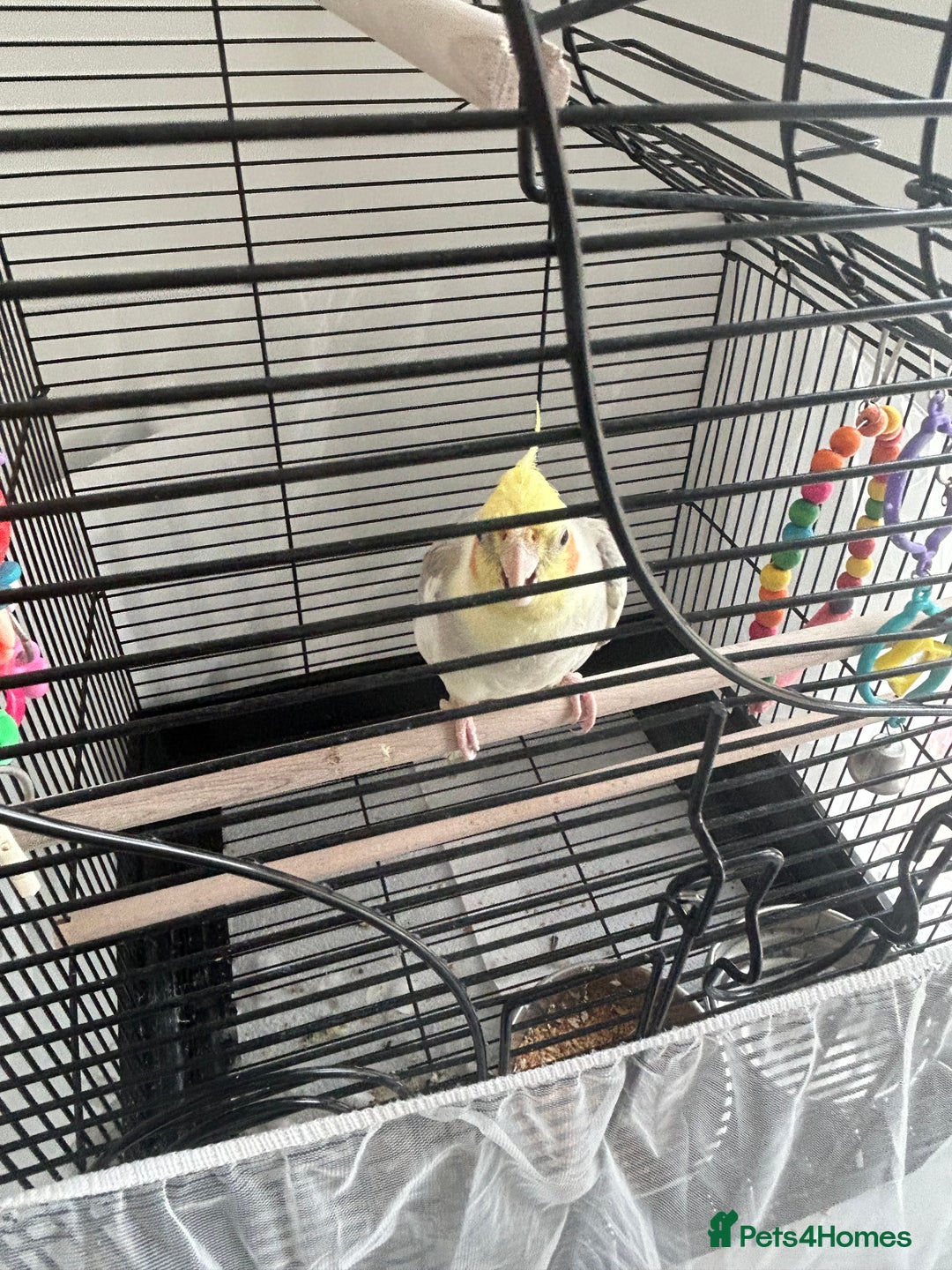 Cockatiels birds for sale: Cockatiel - Image 2