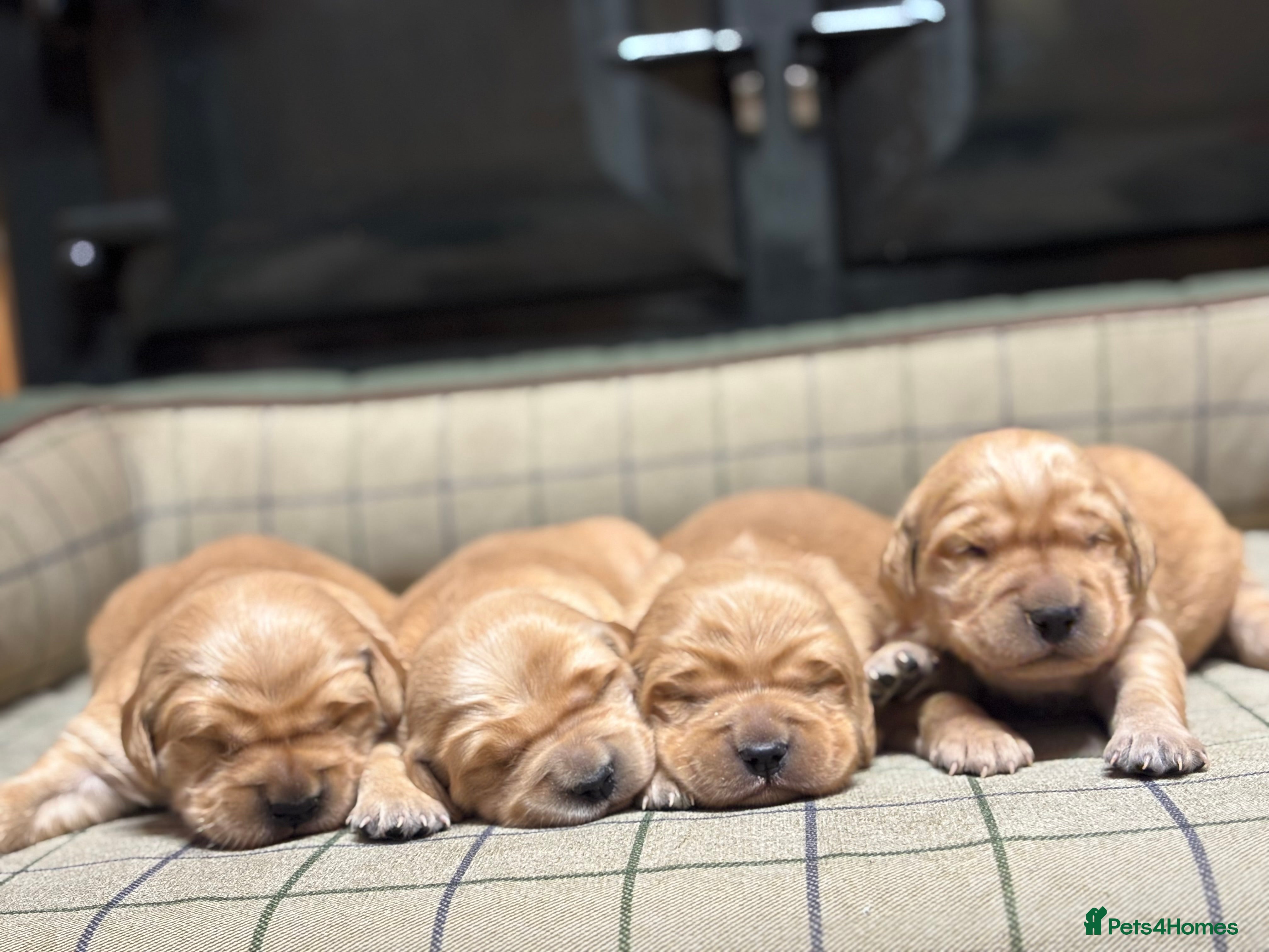 Golden Retriever dogs Stunning KC Golden Retrievers  - Advert 3