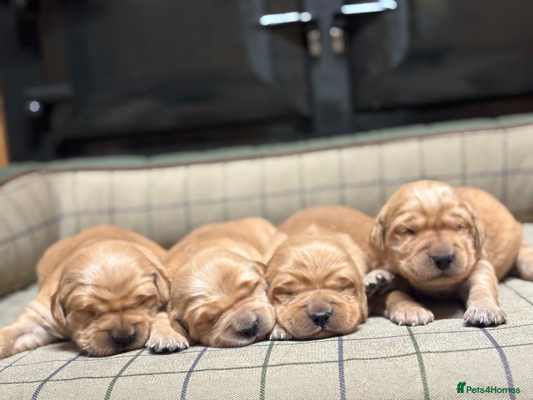 Golden Retriever dogs for sale: Stunning KC Golden Retrievers  - Advert 1