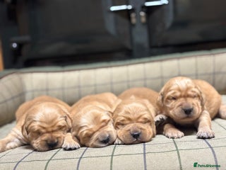 Golden Retriever dogs Stunning KC Golden Retrievers - Advert 1