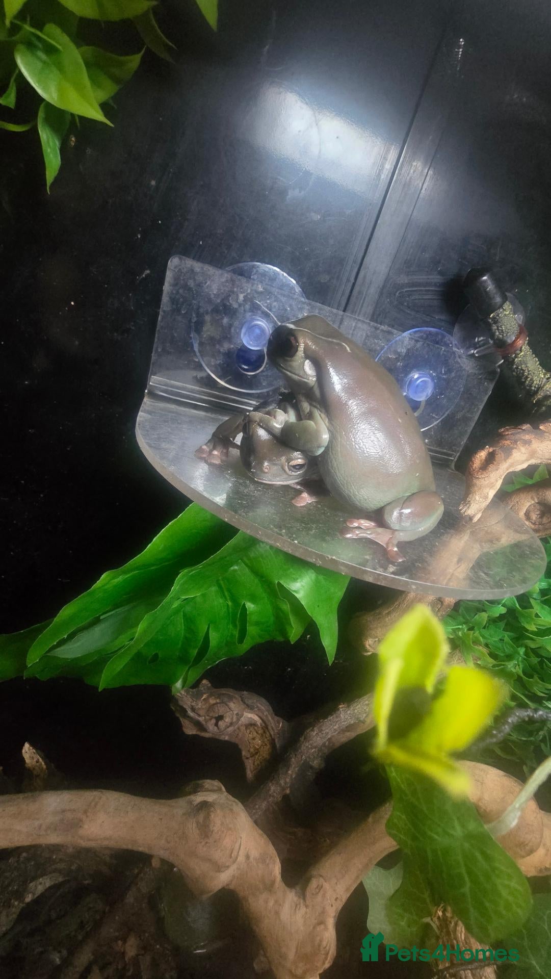 Frog reptiles 3x White tree frogs  - Advert 3