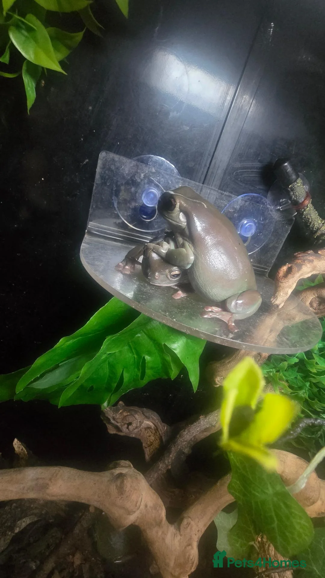 Frog reptiles for sale: 3x White tree frogs  in South Shields - Advert 1