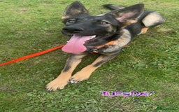 German Shepherd dogs for sale: Malinois x German Shephard  - Image 2